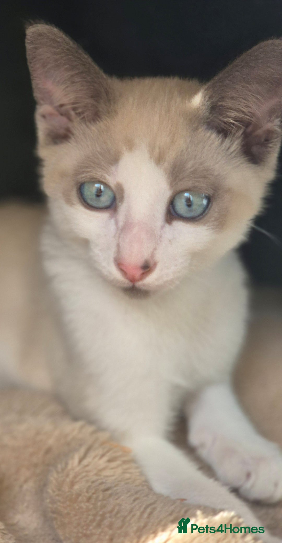 Snowshoe cats for sale: Stunning pedigree blue point Snowshoe kittens  - Image 4