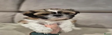 Shih Tzu Puppy 3