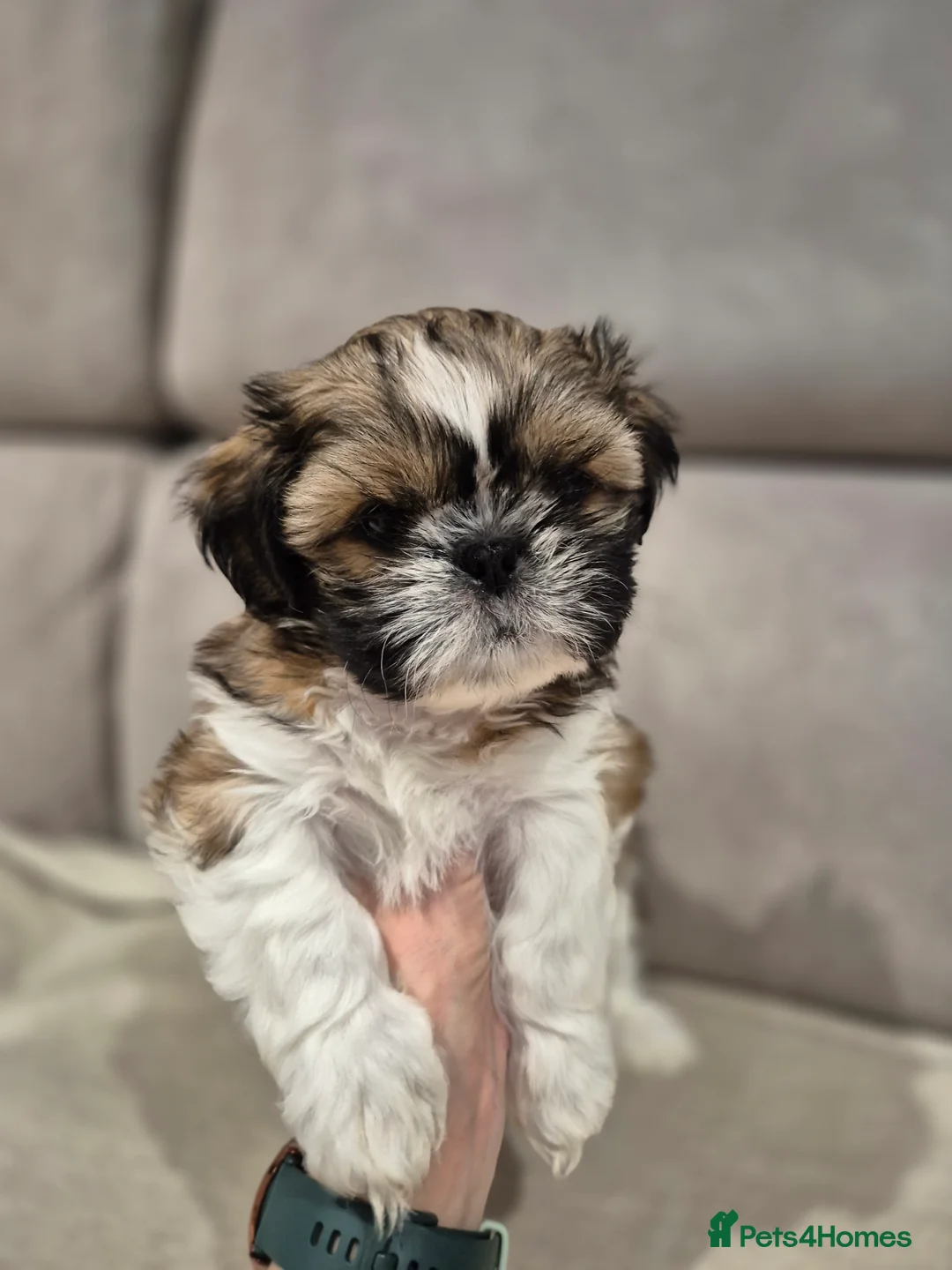 Shih Tzu dogs for sale: KC Registered Shih Tzu Puppies - Home Raised - Advert 25