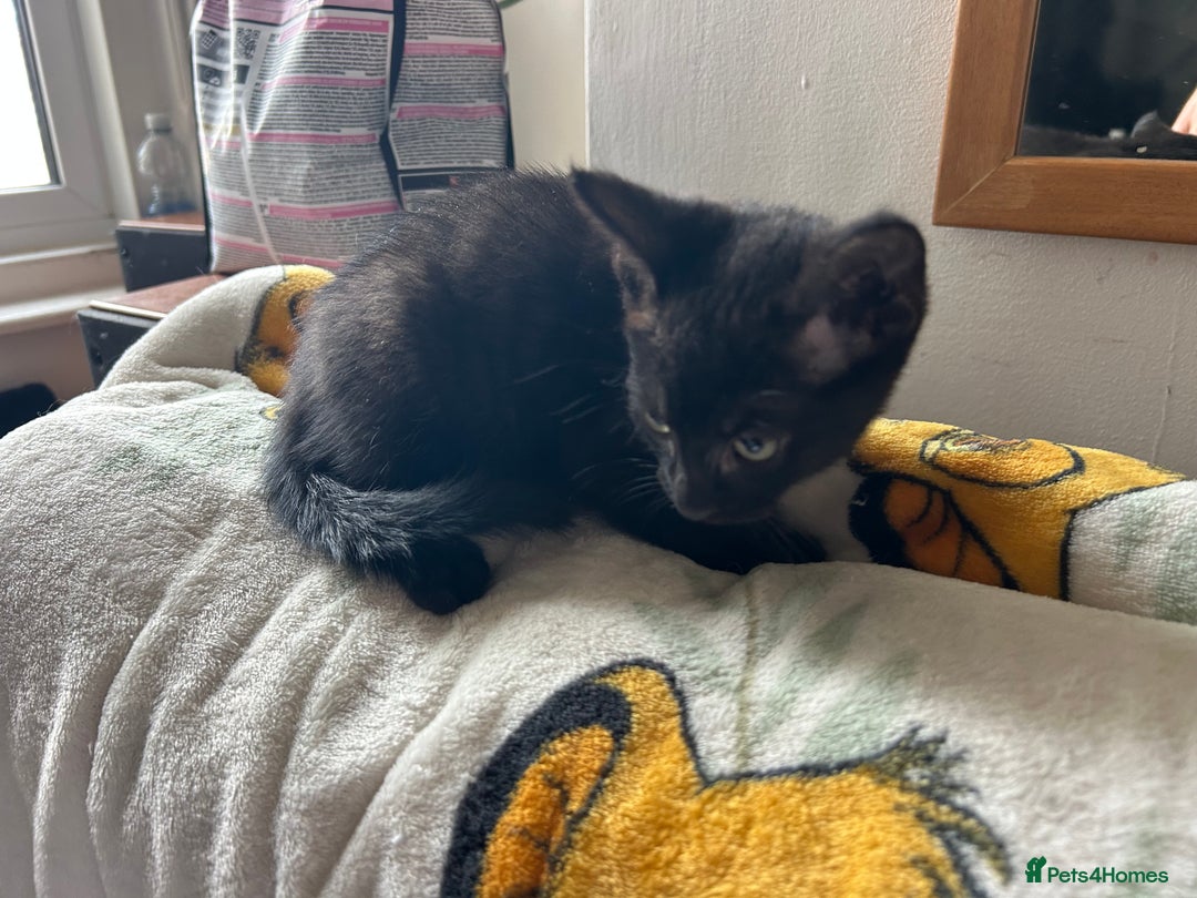 Mixed Breed cats for sale: Kittens - Image 11