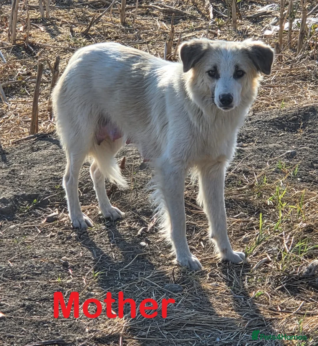 Mixed Breed dogs for adoption: LiA – Gentle, Observant & Full of Heart 💛🐾 - Advert 7