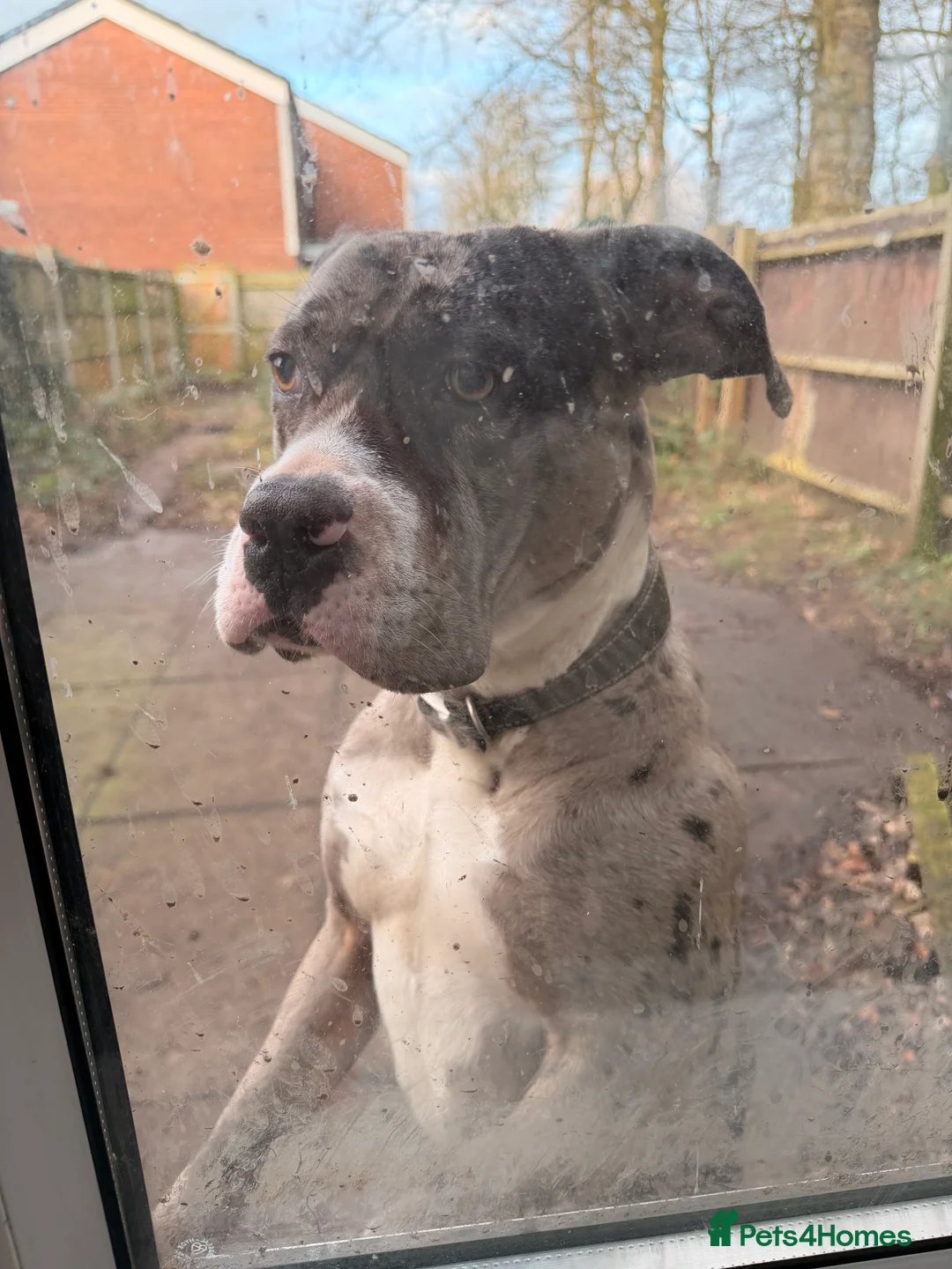 Mixed Breed dogs for sale: Rehoming loving home for coco - Advert 1