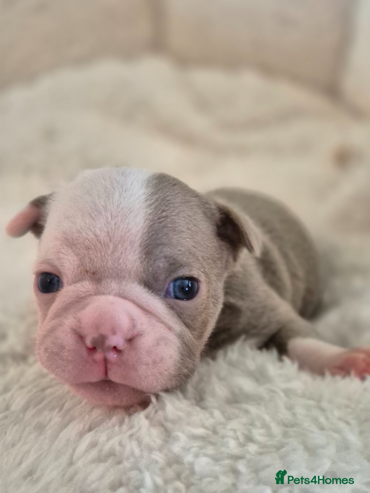 Boston Terrier dogs Kc Boston terrier puppies  - Advert 1