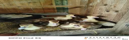 Ducks poultry for sale: Muscovy ducklings  - Advert 4