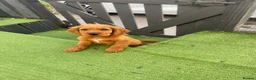 Cocker Spaniel dogs for sale: Cocker spaniel puppy’s for sale  - Advert 2