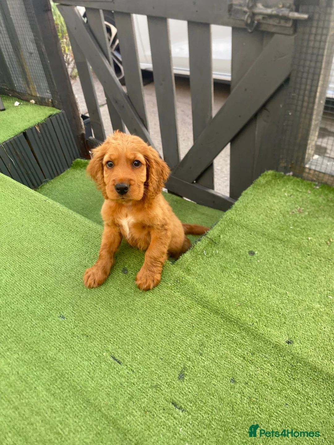 Cocker Spaniel dogs for sale: Cocker spaniel puppy’s for sale  - Advert 2
