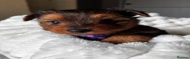 Yorkshire Terrier 2
