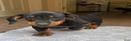 Dachshund dogs for sale: Male Dachshund puppy - Advert 8