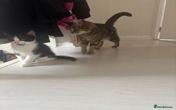 Mixed Breed cats for sale: Two Adorable Male Kittens 🥰😍 - Image 9
