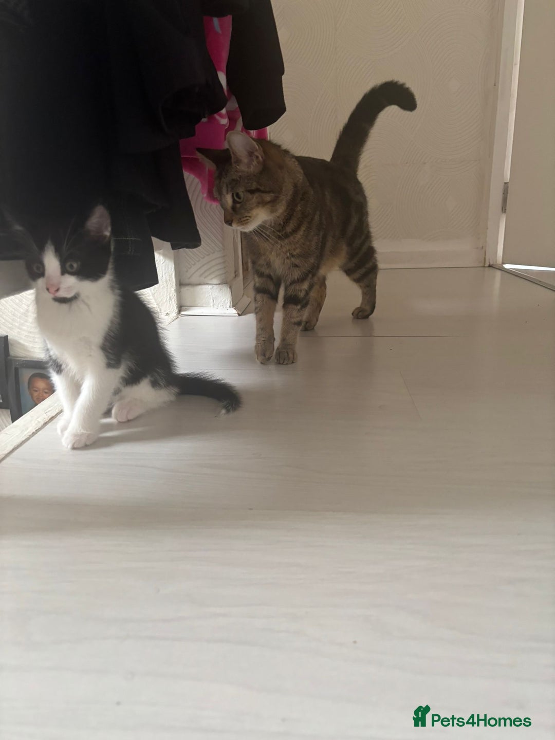 Mixed Breed cats for sale: Two Adorable Male Kittens 🥰😍 - Image 9