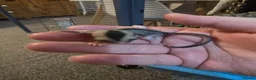 Sugar Glider rodents for sale: Sugar glider boy and girl for sale not ready yet in Great Yarmouth - Advert 2