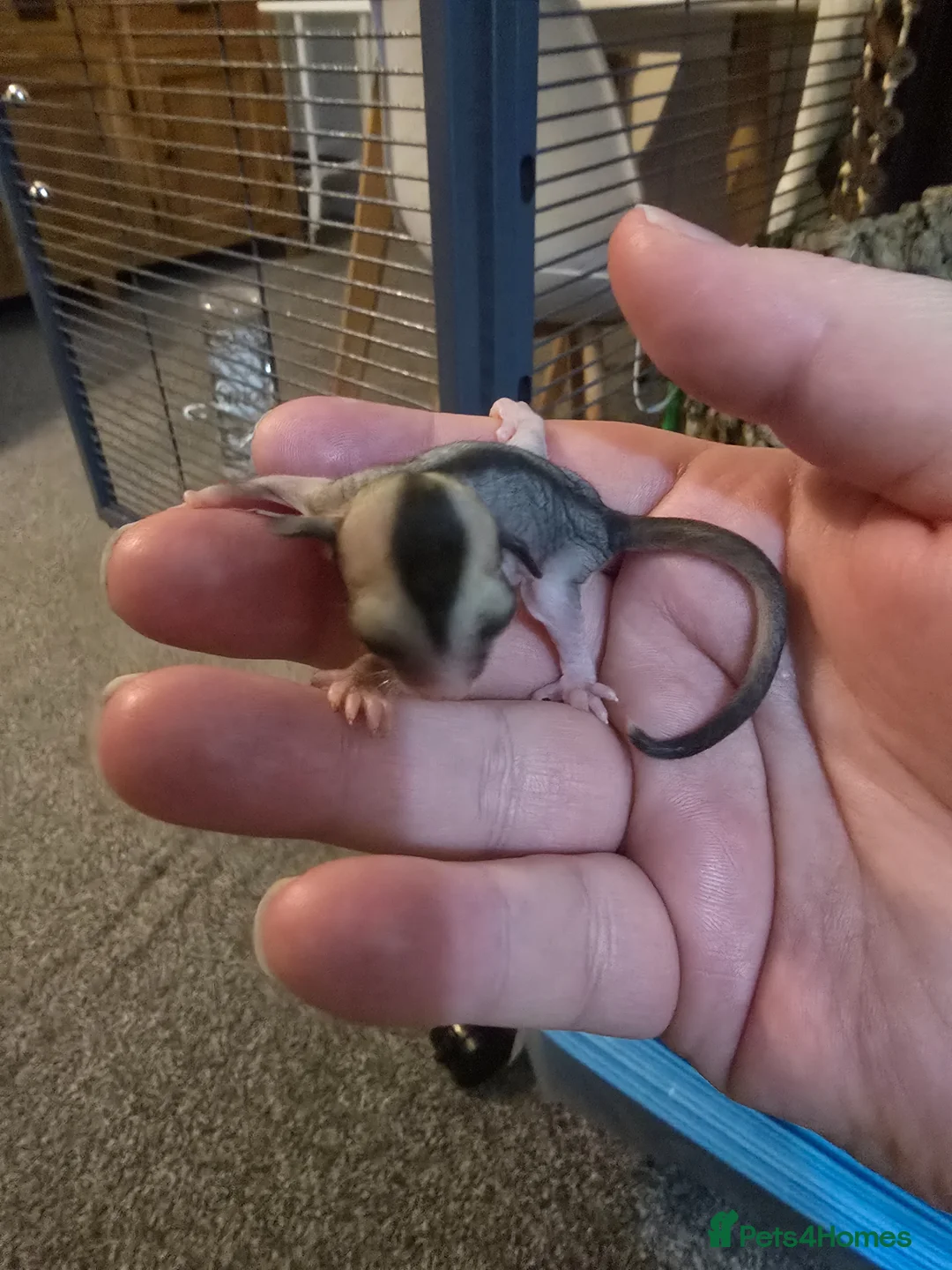 Sugar Glider rodents for sale: Sugar glider boy and girl for sale not ready yet in Great Yarmouth - Advert 2
