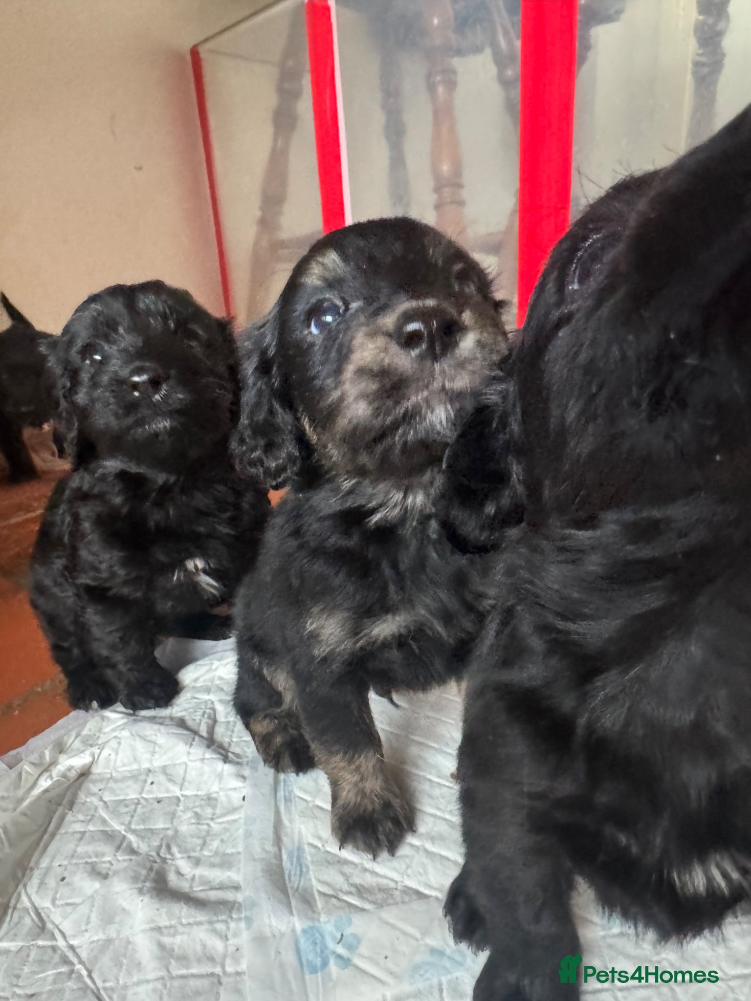 Mixed Breed dogs Beautiful Miniature  labradoodle x cocker spaniel  - Advert 3