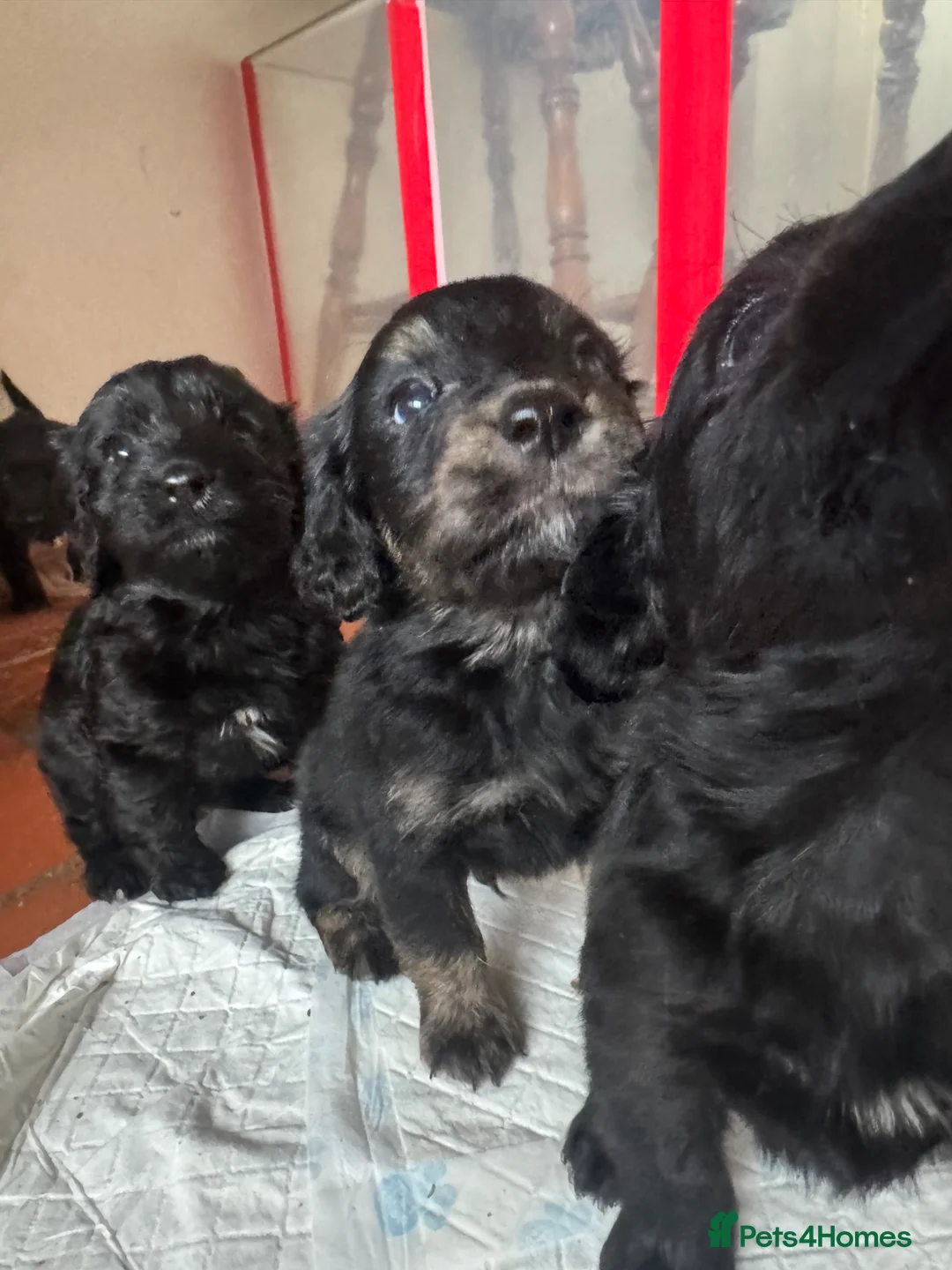 Mixed Breed dogs for sale: Beautiful Miniature  labradoodle x cocker spaniel  - Advert 1