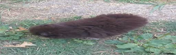 Pomeranian dogs for sale: Pomeranian puppies ready now - Advert 8
