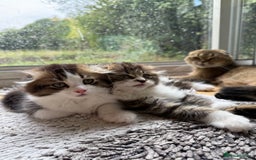 Scottish Fold cats for sale: Two beautiful kittens with mother - Image 1