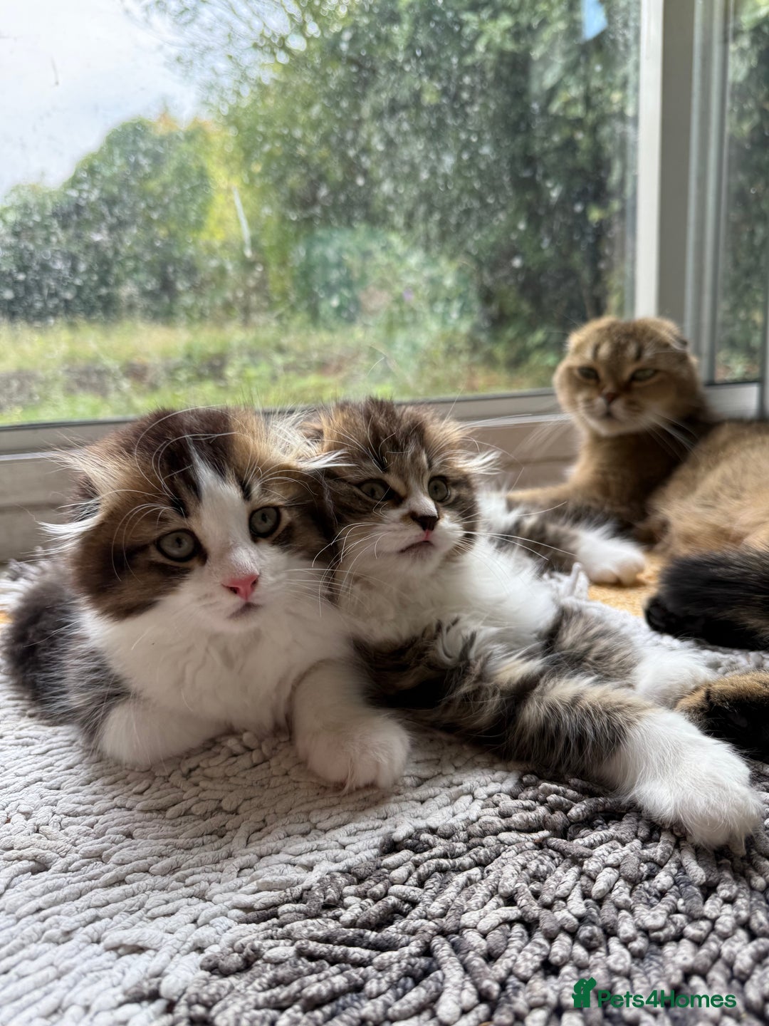 Scottish Fold cats for sale: Two beautiful kittens with mother - Image 1