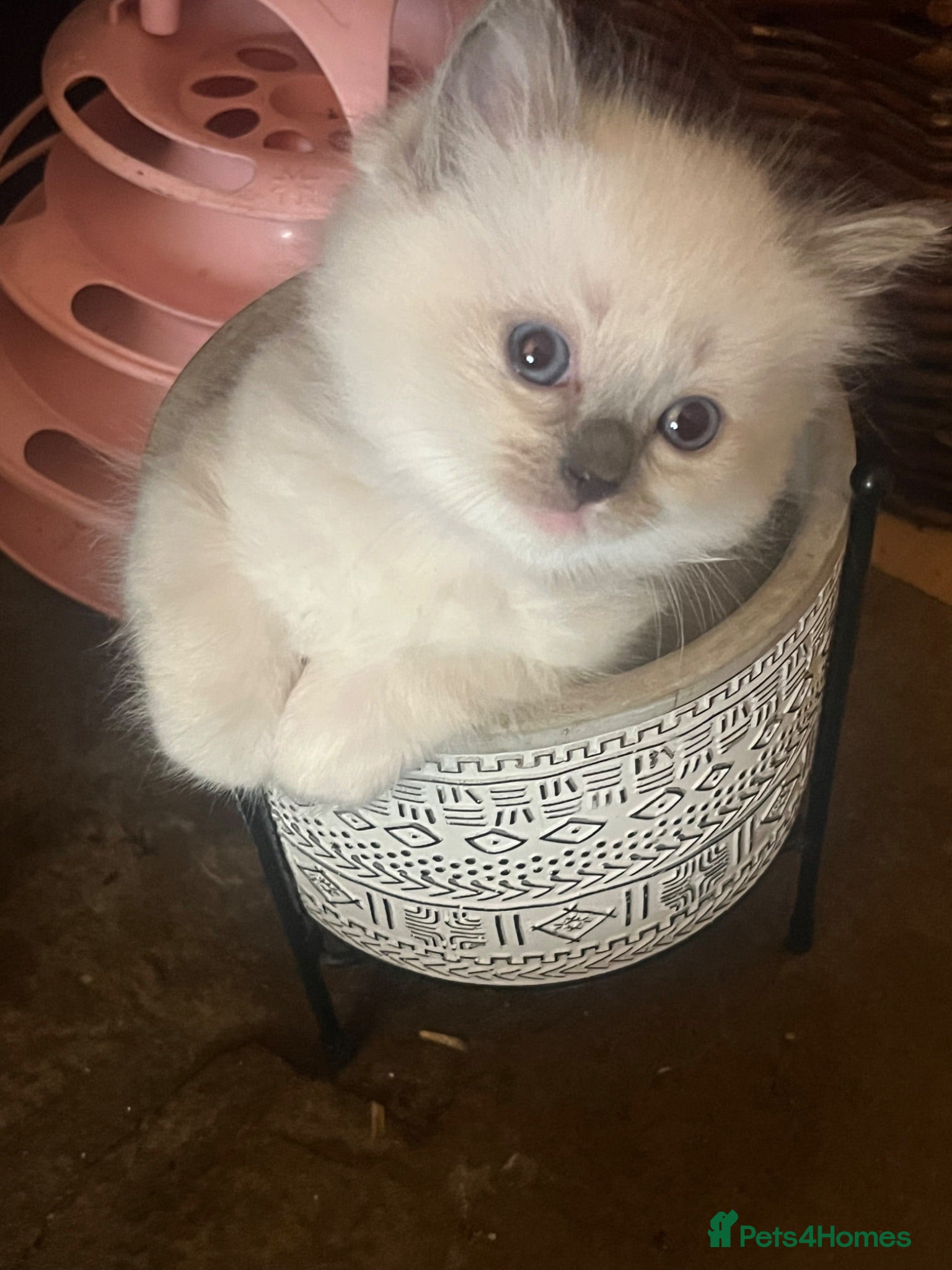 Ragdoll cats Pedigree Blue Point Ragdoll kittens  - Advert 3