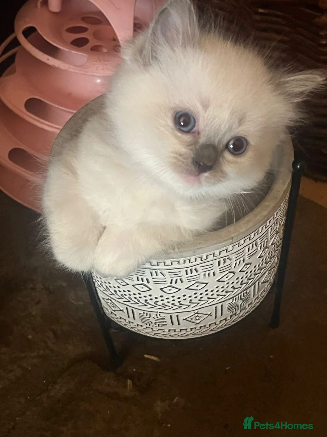 Ragdoll cats for sale: Pedigree Blue Point Ragdoll kittens  in Kirriemuir - Advert 1