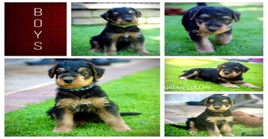 Airedale Terrier dogs - Advert 10