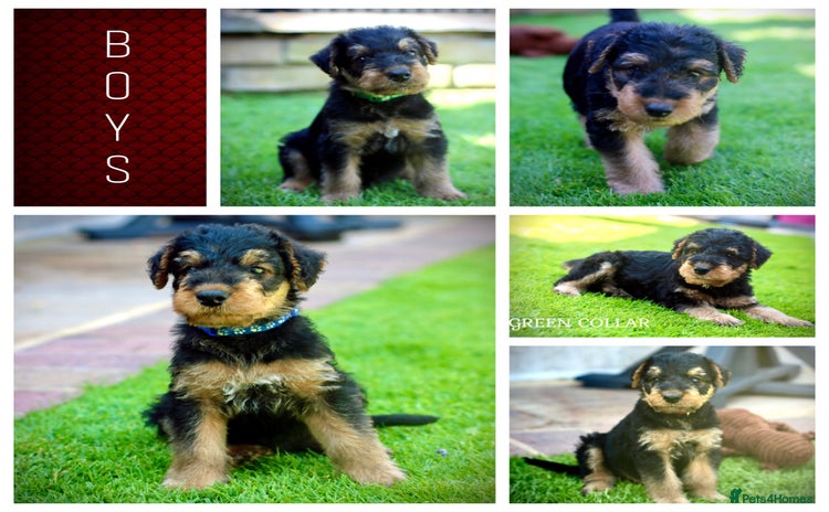 Airedale Terrier dogs - Advert 1