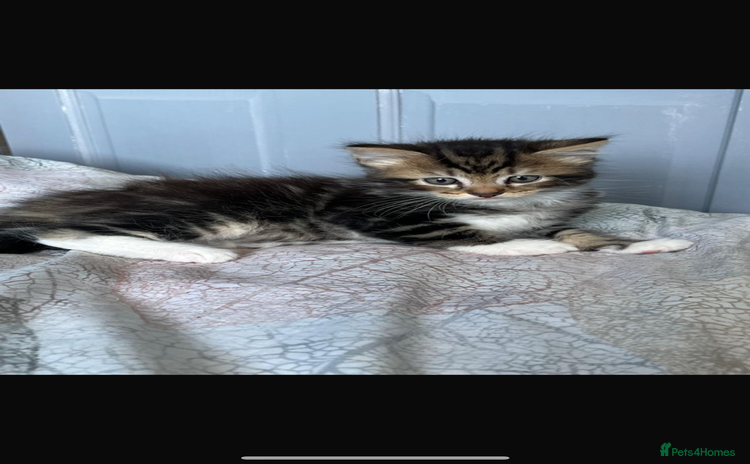 Maine Coon cats - Advert 6