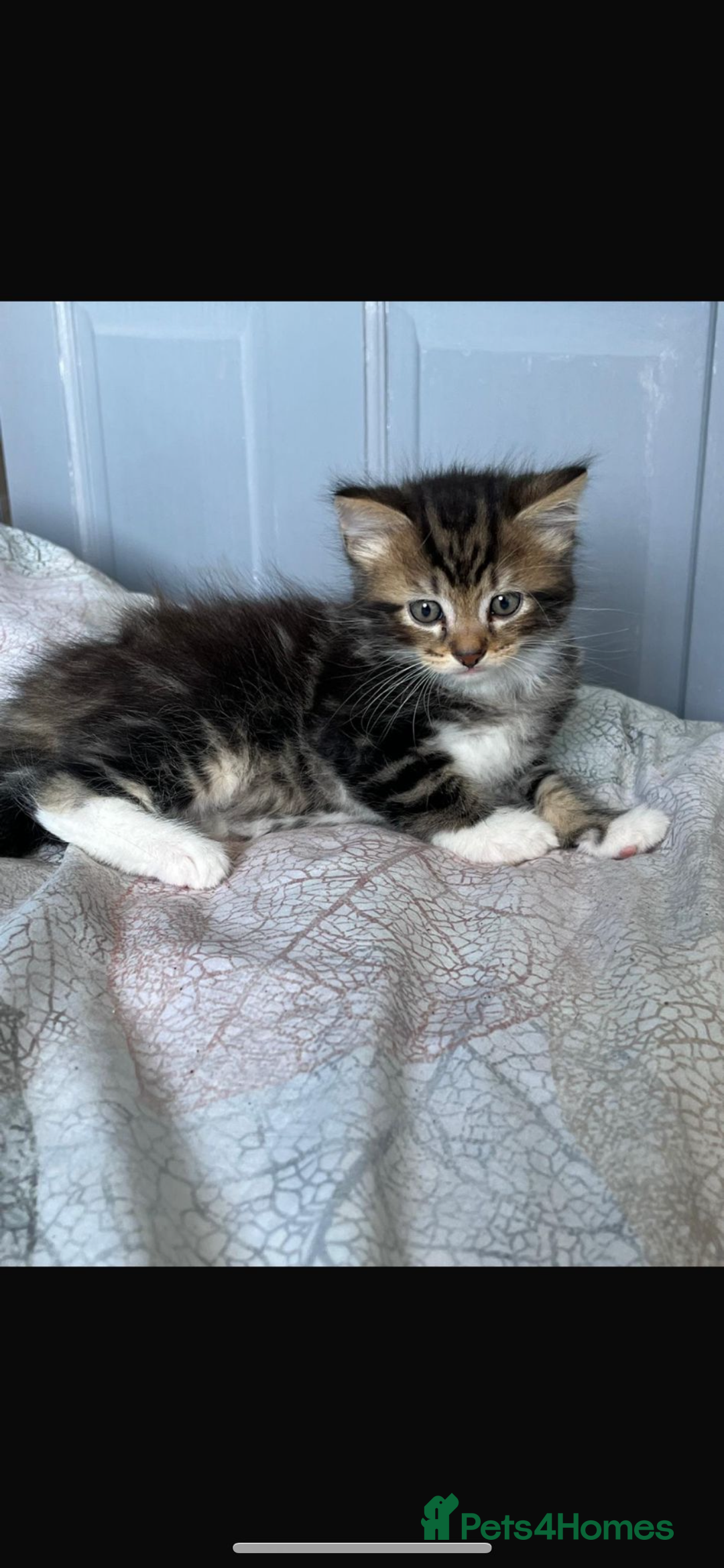 Maine Coon cats for sale: Maincoon x tabby cat  - Image 1