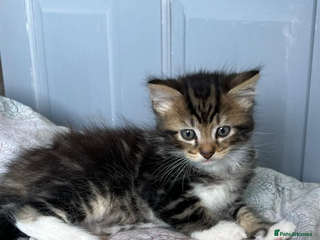 Maine Coon cats - Advert 11