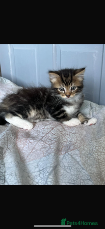 Maine Coon cats - Advert 3