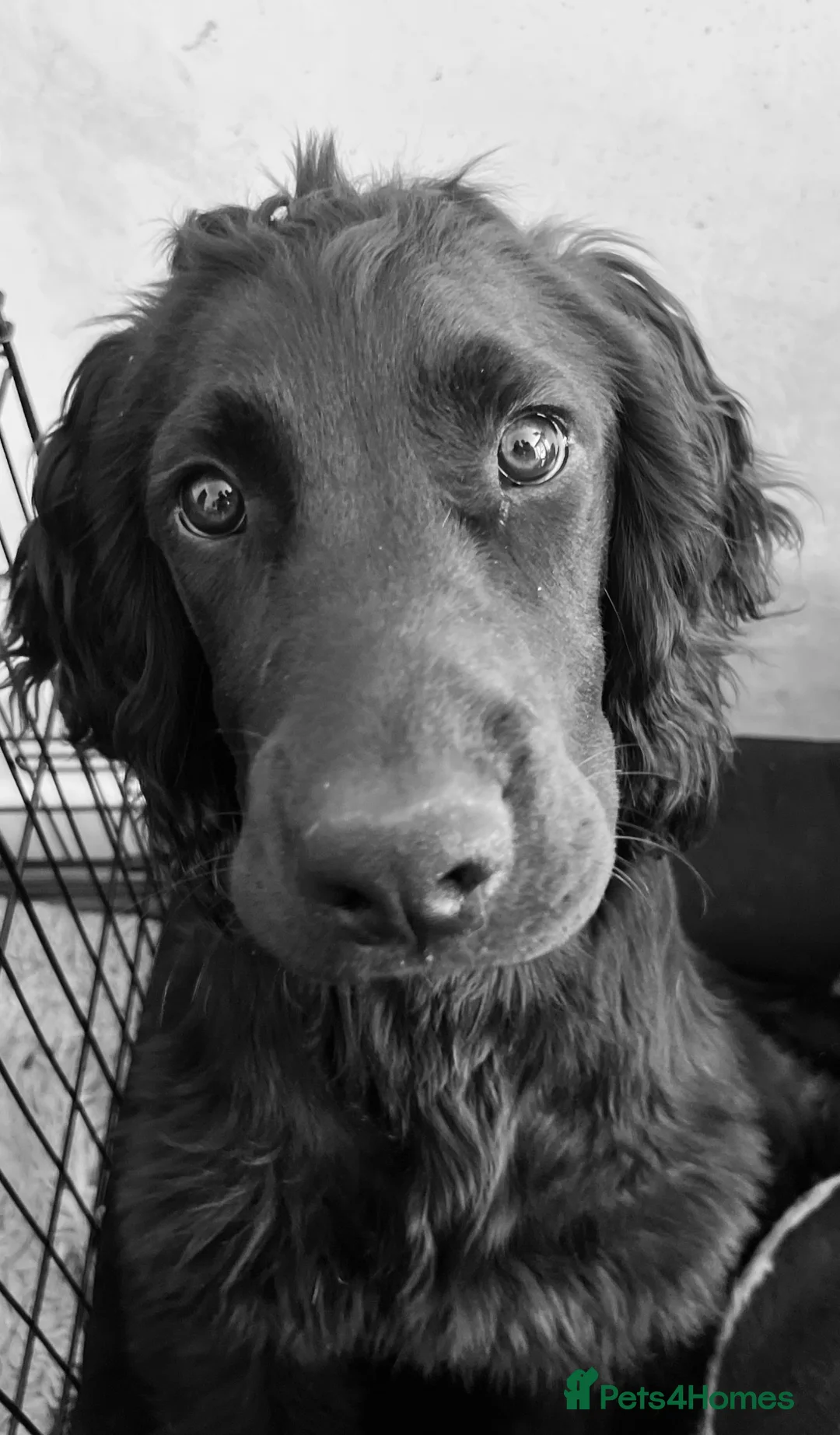 Sprocker dogs for sale: 🐾 MAVERICK – Sprocker Spaniel - FOREVER HOME 🐾 - Advert 2