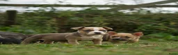 American Bully dogs for sale: American Micro Bullies  - Advert 18