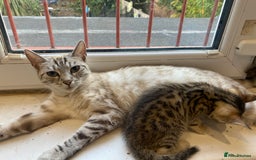 Bengal cats for sale: Bengal Cross Kittens  - Image 5