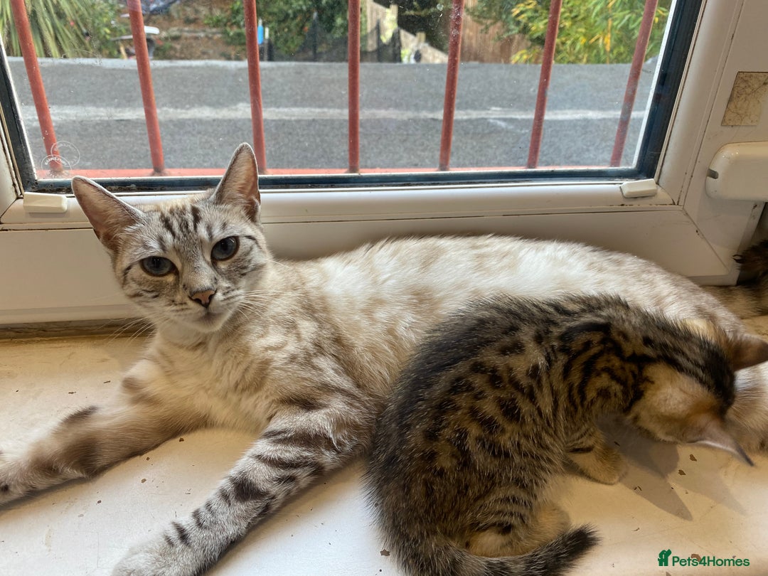 Bengal cats for sale: Bengal Cross Kittens  - Image 5