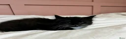 Mixed Breed cats for sale: Kittens ready for their new home - Advert 5