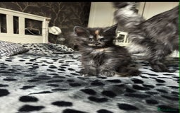 Maine Coon cats for sale: BEAUTIFUL FULL MAINE COON KITTENS AVAILABLE NOW 🐱 - Advert 18