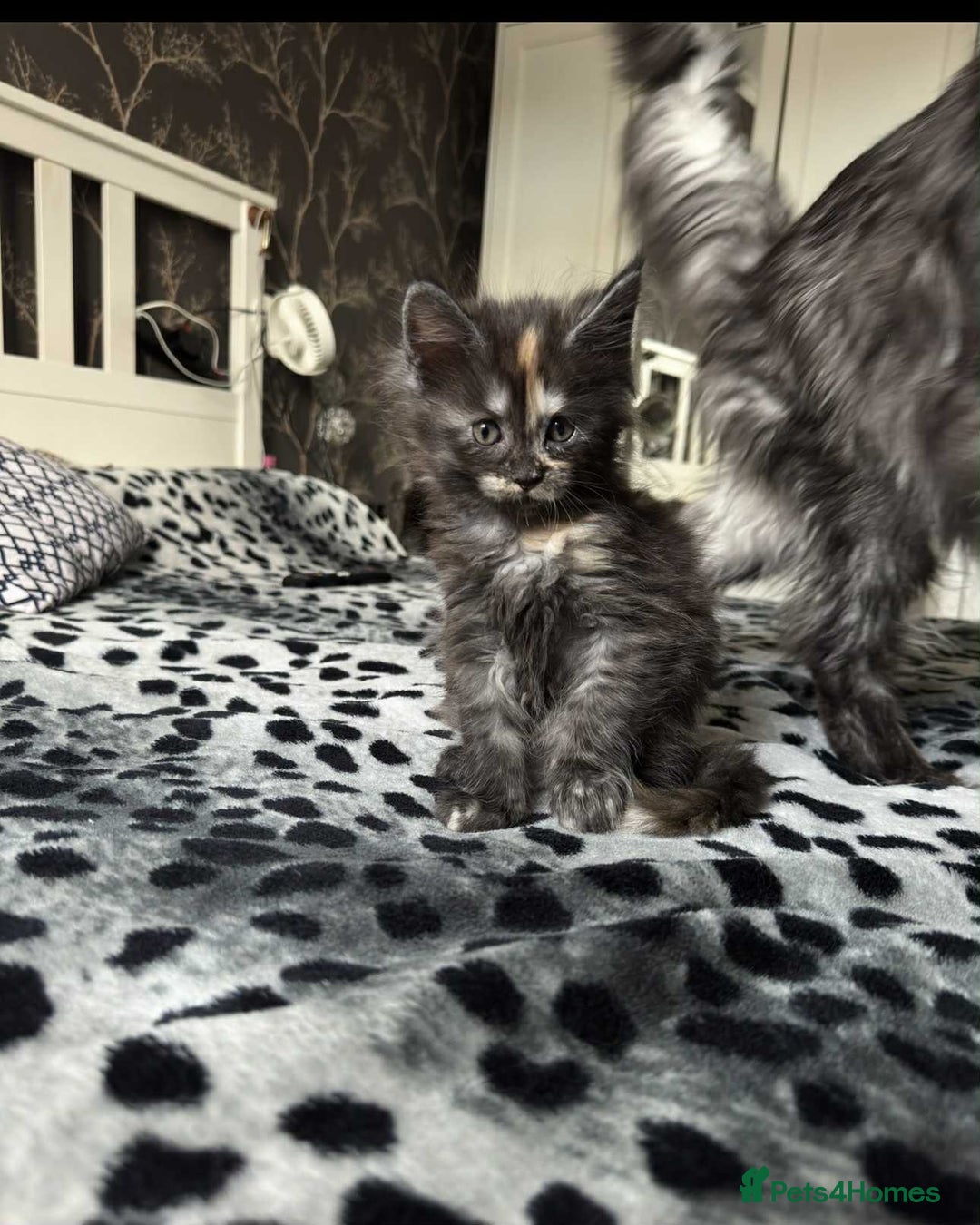 Maine Coon cats for sale: BEAUTIFUL FULL MAINE COON KITTENS AVAILABLE NOW 🐱 - Advert 18