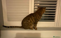 Bengal cats for sale: Beautiful Pure Bengal  - Image 8