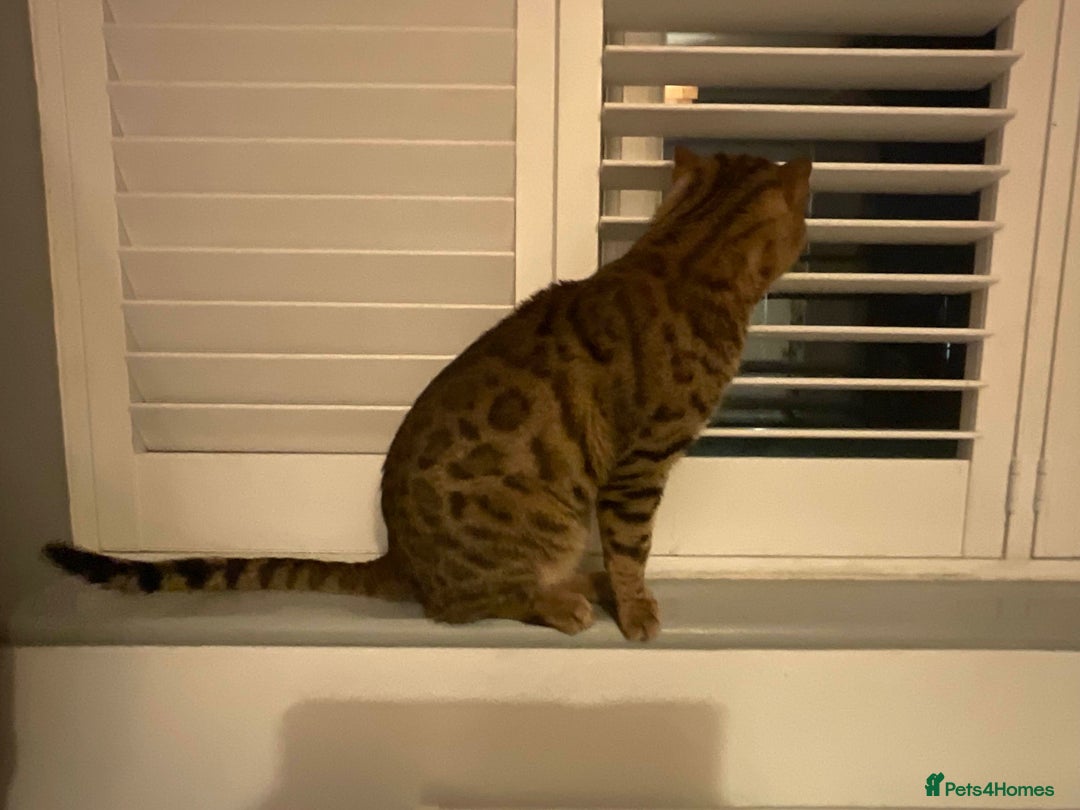 Bengal cats for sale: Beautiful Pure Bengal  - Image 8