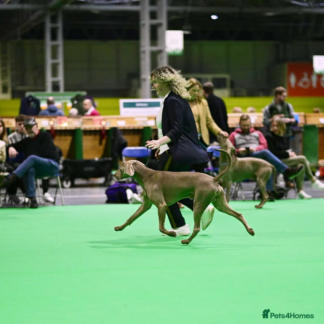 Weimaraner dogs for stud: **HEALTH TESTED** KC REG SHOW WEIMARANER FOR STUD - Advert 3