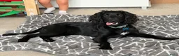 Sprocker dogs for sale: Sprocker spaniel  - Advert 12