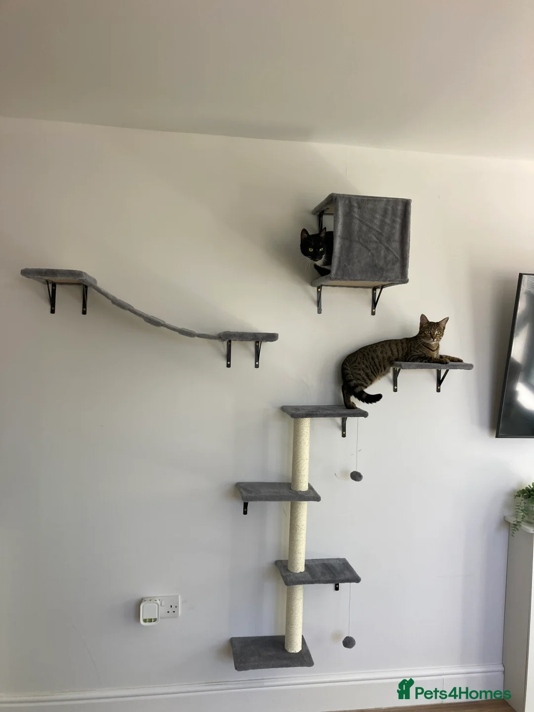 Domestic Shorthair cats for sale: urgent! Please don’t scroll past us :( 2yo sisters - Advert 5