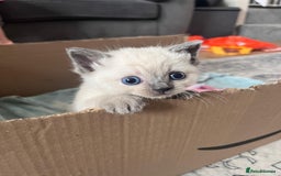 Mixed Breed cats for sale: Beautiful Ragdoll x BSH kittens for sale! - Image 8