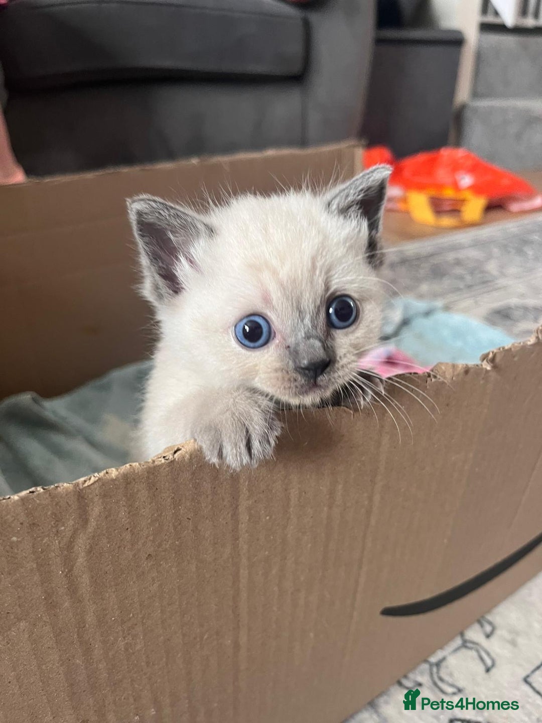 Mixed Breed cats for sale: Beautiful Ragdoll x BSH kittens for sale! - Image 8