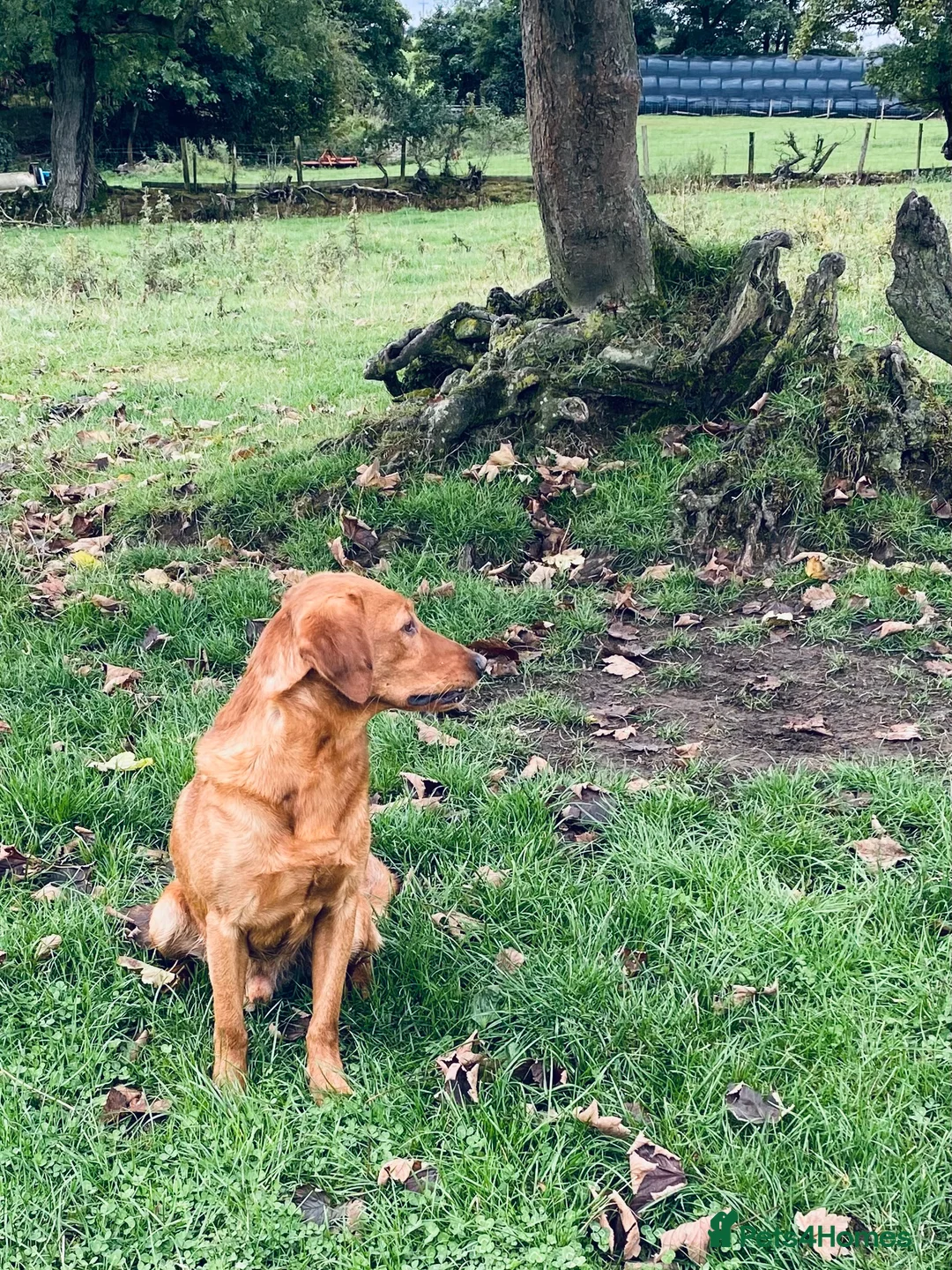 Labrador Retriever dogs for stud: Health clear,hip scored,KC Red Labrador for stud in Darlington - Advert 5