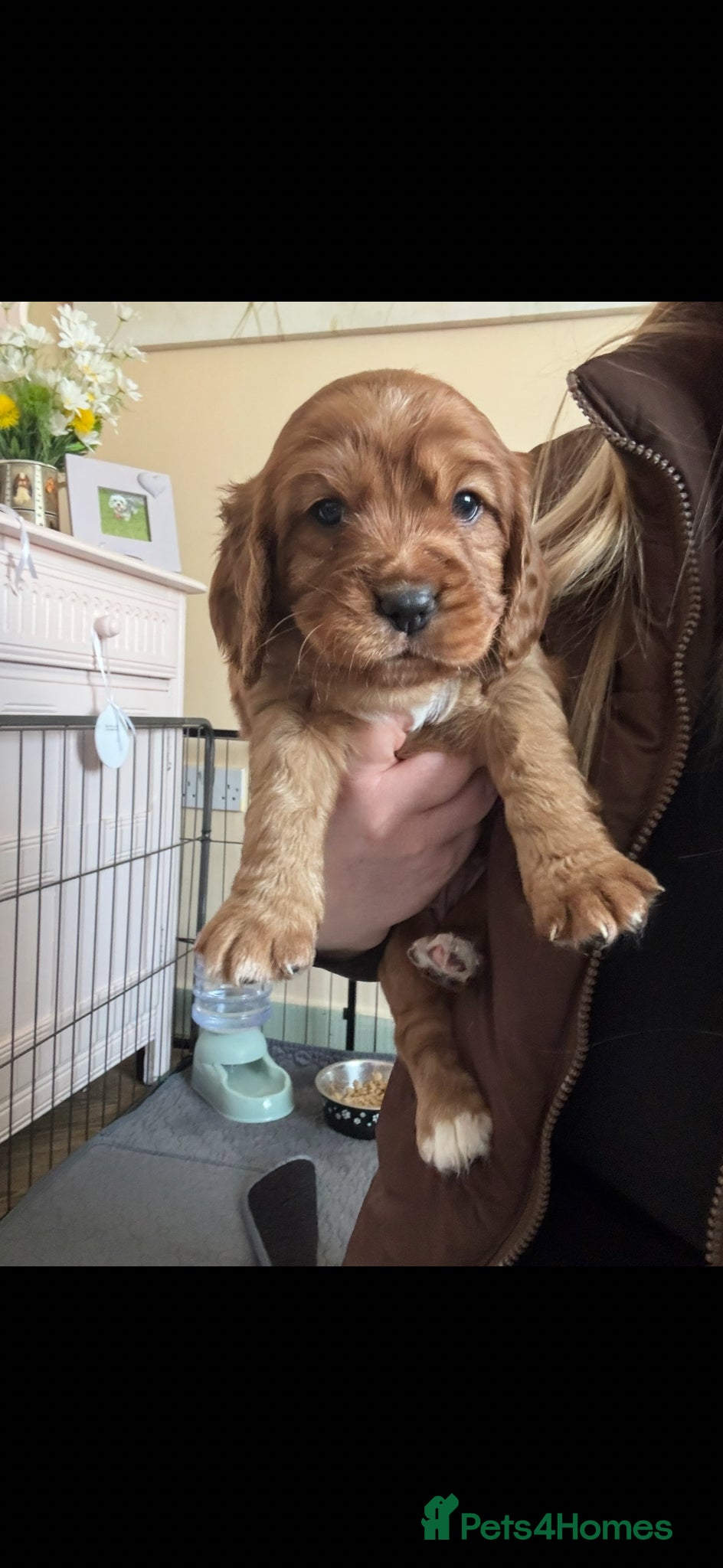 Cockalier dogs 🐶 Beautiful Cockalier Puppies 🐶 - Advert 13