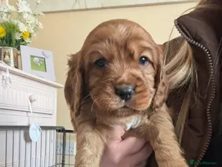 Cockalier dogs 🐶 Beautiful Cockalier Puppies 🐶 - Advert 13