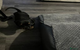 Mixed Breed dogs for sale: Miniature dachshund X French bulldog  - Image 21