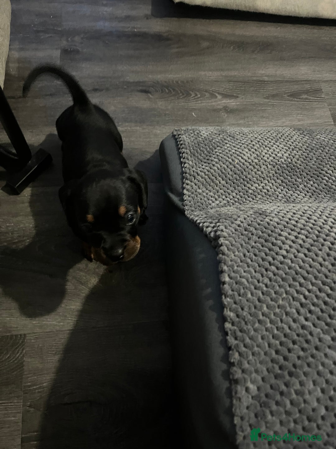 Mixed Breed dogs for sale: Miniature dachshund X French bulldog  - Image 21