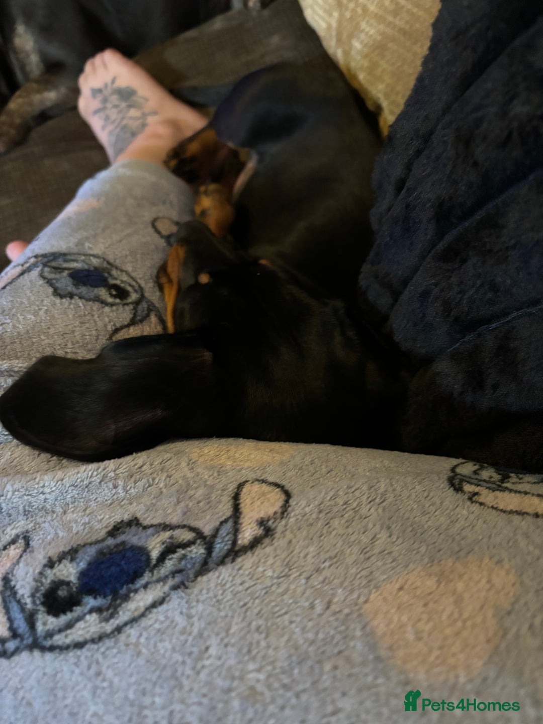 Dachshund dogs for sale: Male dachshund for sale - Advert 4