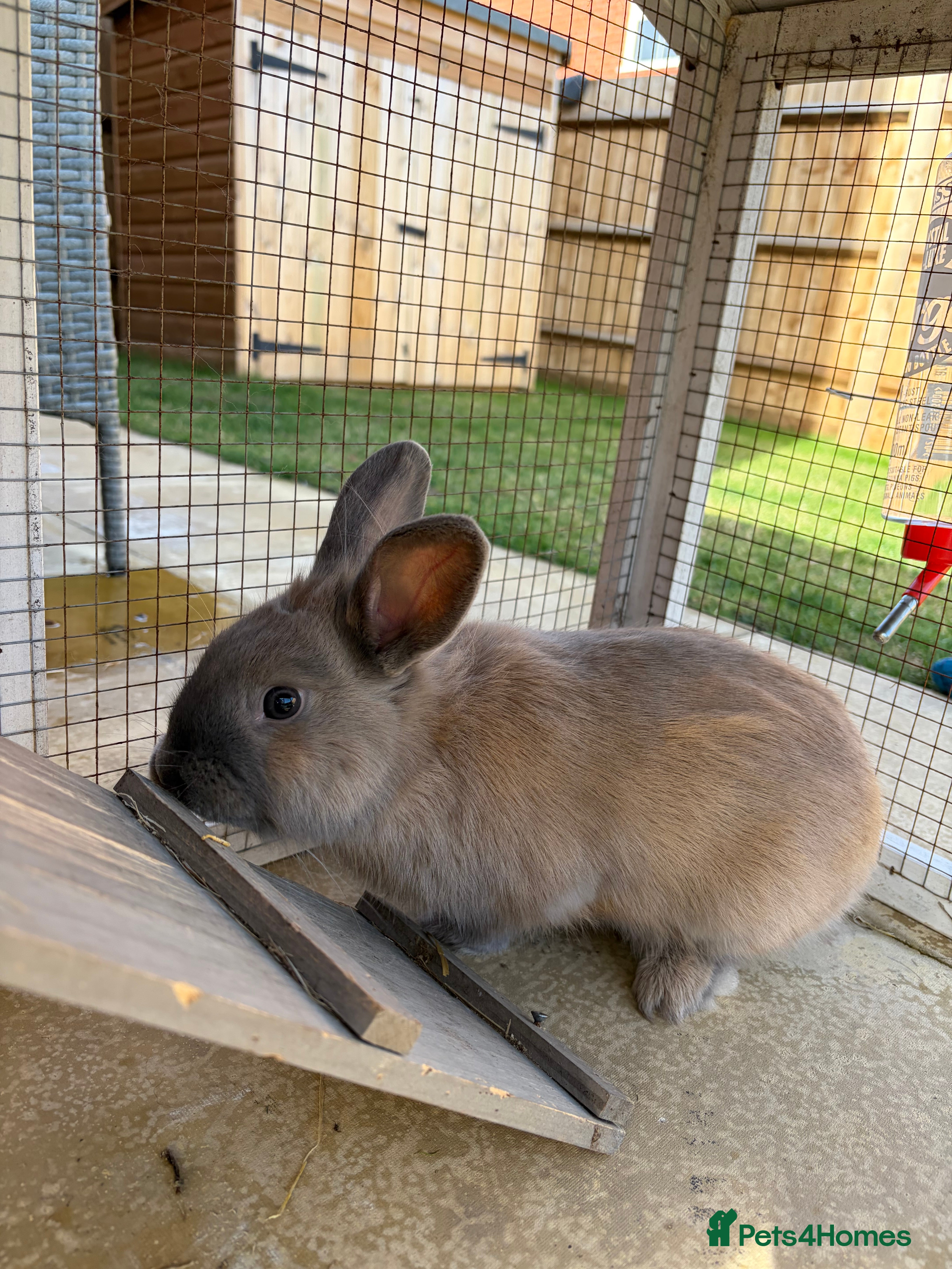 Mini Lop rabbits One mini lop available to go to a loving home  - Advert 20